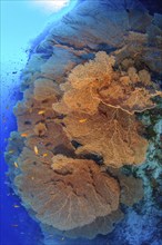 Several large fan corals (Annella molls) growing in coral reef on steep reef wall drop off in dive