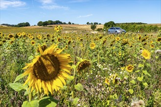 Country road, with car, sunflower field south-east of Nideggen, in the Rureifel, North