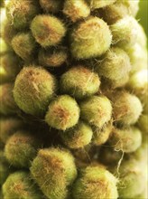 Chestnut, common horse-chestnut (Aesculus hippocastanum), young inflorescence, flower buds, fine