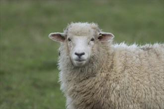 Domestic sheep (Ovis aries) adult ewe farm animal standing in a grass field, England, United