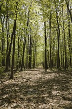 Walking path through forest of Acer, Maple trees in spring, Quebec, Canada, North America