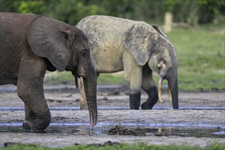 African forest elephants (Loxodonta cyclotis) in the Dzanga Bai forest clearing, Dzanga-Ndoki