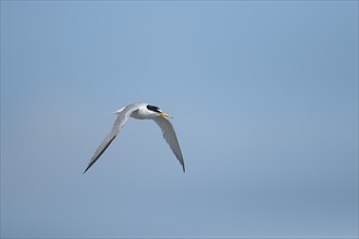 Little tern (Sternula albifrons) adult bird in flight against a blue sky, Suffolk, England, United