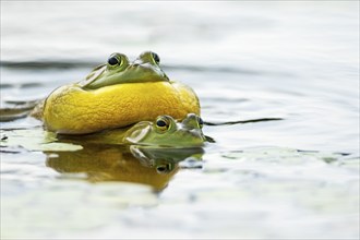 Bull frogs. Lithobates catesbeianus. Bull frogs mating. The male bullfrog calls when another male