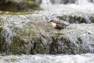 White-throated Dipper (Cinclus cinclus), at a torrent with larvae in its beak,