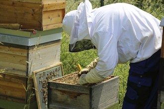 Beekeeper works on his hive