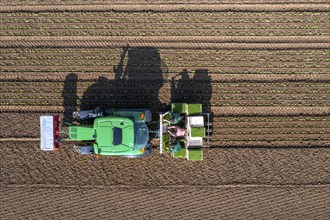 Agriculture, herb gardening, parsley is planted in rows in a field with a planting machine