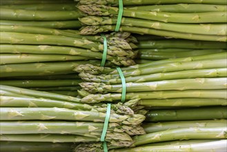 Asparagus farm, green asparagus is washed, cut and sorted by quality after harvesting, near