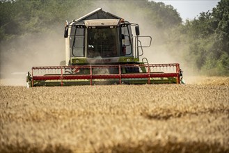 Agriculture, grain harvest, wheat, combine harvester harvesting in a wheat field, near