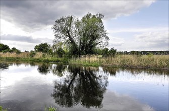 Unregulated natural course of the River Spree, 16 05 2023, Mönchwinkel