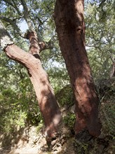 Cork oak trees in Sierra de Aracena, Huelva province, Spain, Europe