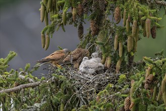 Common kestrel (Falco tinnunculus), female and male adult birds simultaneously bringing mice to the