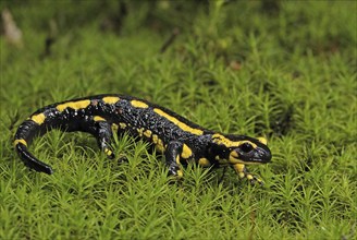 Fire salamander (Salamandra salamandra), Bavarian Forest NP, Bavaria, Federal Republic of Germany