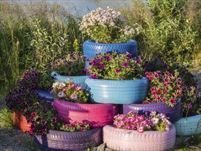 Rest stop, rest area, at the Mefjord, flowers planted in old tires, blomstering, island Senja,