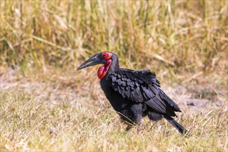 Southern ground hornbill (Bucorvus leadbeateri) Botswana, Botswana, Africa