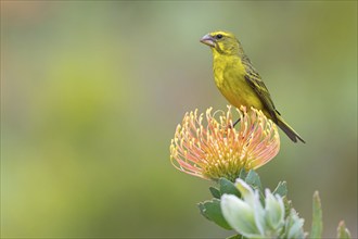 Brimstone canary (Crithagra sulphurata), Harold Porter National Botanical Gardens, Betty's Bay,