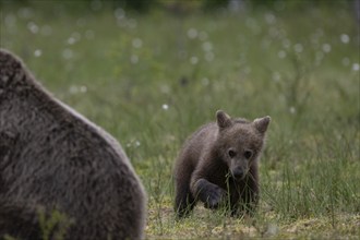 European brown bear, Karelia, Finland, Europe