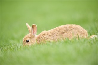 Domesticated rabbit (Oryctolagus cuniculus forma domestica) lying on a meadow, Bavaria, Germany,