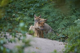 Gray wolf (Canis lupus), three pups on a path surrounded by green vegetation, summer, Germany,