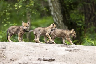 Three young gray wolves (Canis lupus) pups, Germany, Europe