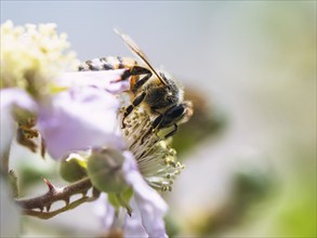 European Honey Bee, Apis mellifera, bee on blackberry flowers