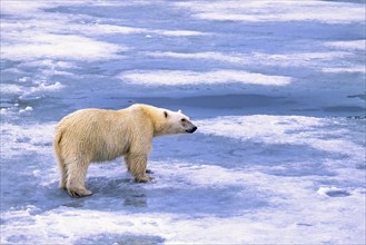 Polar bear (Ursus maritimus) walking on melting ice in the arctic, Svalbard