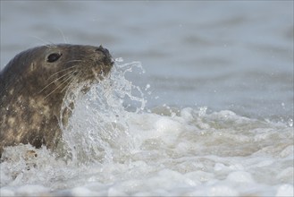 Grey seal (Halichoerus grypus) adult animal in the surf of the sea, Norfolk, England, United