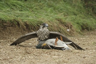 Gerfalcon (Falco rusticolus) young mallard with mallard drake (Anas platyrhynchos) Allgäu, Bavaria,