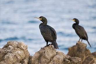 Common shag (Gulosus aristotelis), Istria, Croatia, Europe