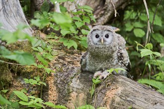 Ural owl (Strix uralensis) young bird, Bavaria, Germany, Europe