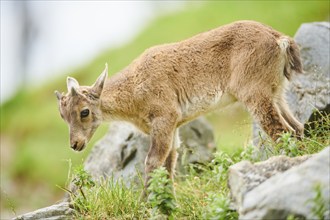 Alpine ibex (Capra ibex) youngster walking on a meadow, wildlife Park Aurach near Kitzbuehl,