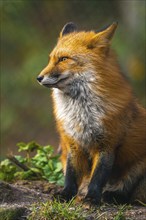 Fox sitting in nature and looking attentively into the distance, Germany, Europe