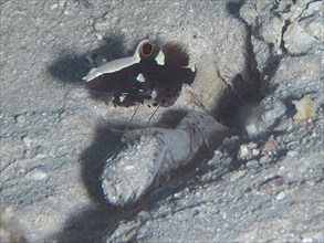 Barnacle partner goby (Lotilia graciliosa) and red spot crab (Alpheus rubromaculatus), dive site