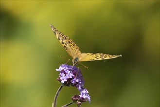 Silver-washed fritillary butterfly (Argynnis paphia) adult insect feeding on a purple garden