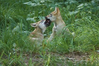 Gray wolf (Canis lupus), puppies playing in a grassy forest, summer, Germany, Europe