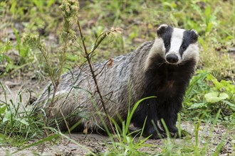 A badger sits in a green wooded environment with dense plants and meadow, european badger (Meles