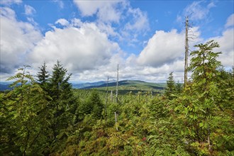 Vegetation with Norway spruce (Picea abies) and colored European blueberry (Vaccinium myrtillus) on