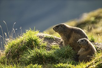 Two marmots (Marmota marmota) at a marmot burrow, Tschagguns, Rätikon, Montafon, Vorarlberg,