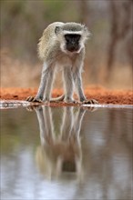 Vervet Monkey (Chlorocebus pygerythrus), adult, at the water, alert, Kruger National Park, Kruger