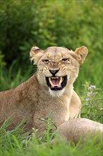 Lion (Panthera leo), portrait, adult, female, yawning, Sabi Sabi Game Reserve, Kruger National