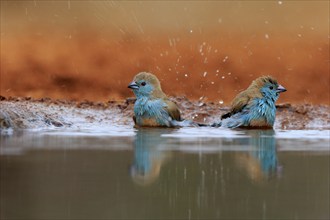 Angolan butterfly finch (Uraeginthus angolensis), blue-eared butterfly finch, adult, two birds, at