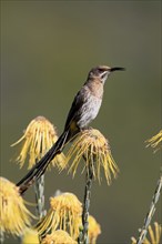 Cape Honeybird (Promerops cafer), adult, male, singing, on flower, Protea, Kirstenbosch Botanical