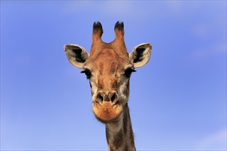 Southern giraffe (Giraffa camelopardalis giraffa), adult, portrait, Kruger National Park, Kruger