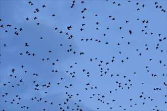 Flock of starlings in flight at dusk