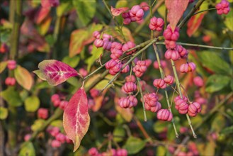 European spindle bush (Euonymus europaeus), Emsland, Lower Saxony, Germany, Europe