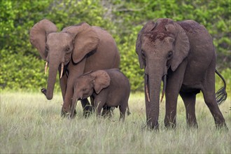 African forest elephants (Loxodonta cyclotis) in a clearing in Loango National Park, Parc National