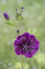 Mallow (Malva moschata), Emsland, Lower Saxony, Germany, Europe