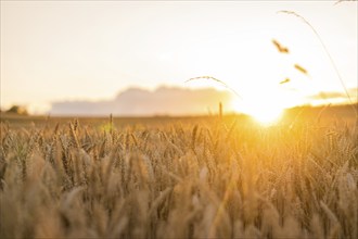 Sunset over a wide wheat field shining in golden light, Gechingen, Black Forest, Germany, Europe