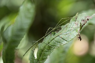 Green patterned stick insect (Phasmatodea) camouflaging itself on a leaf, Corcovado National Park,