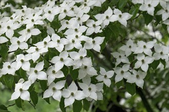 Kousa dogwood (Cornus kousa), North Rhine-Westphalia, Germany, Europe